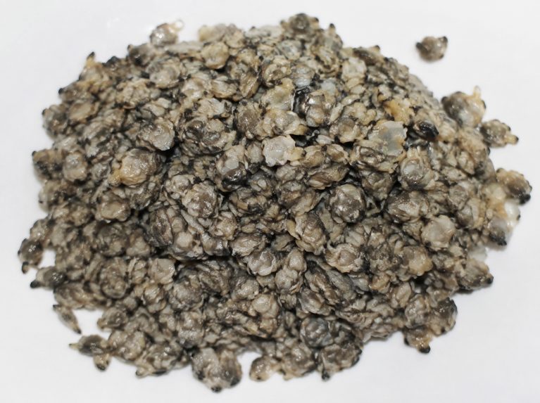 廊坊太平洋三倍体生蚝苗批量供应